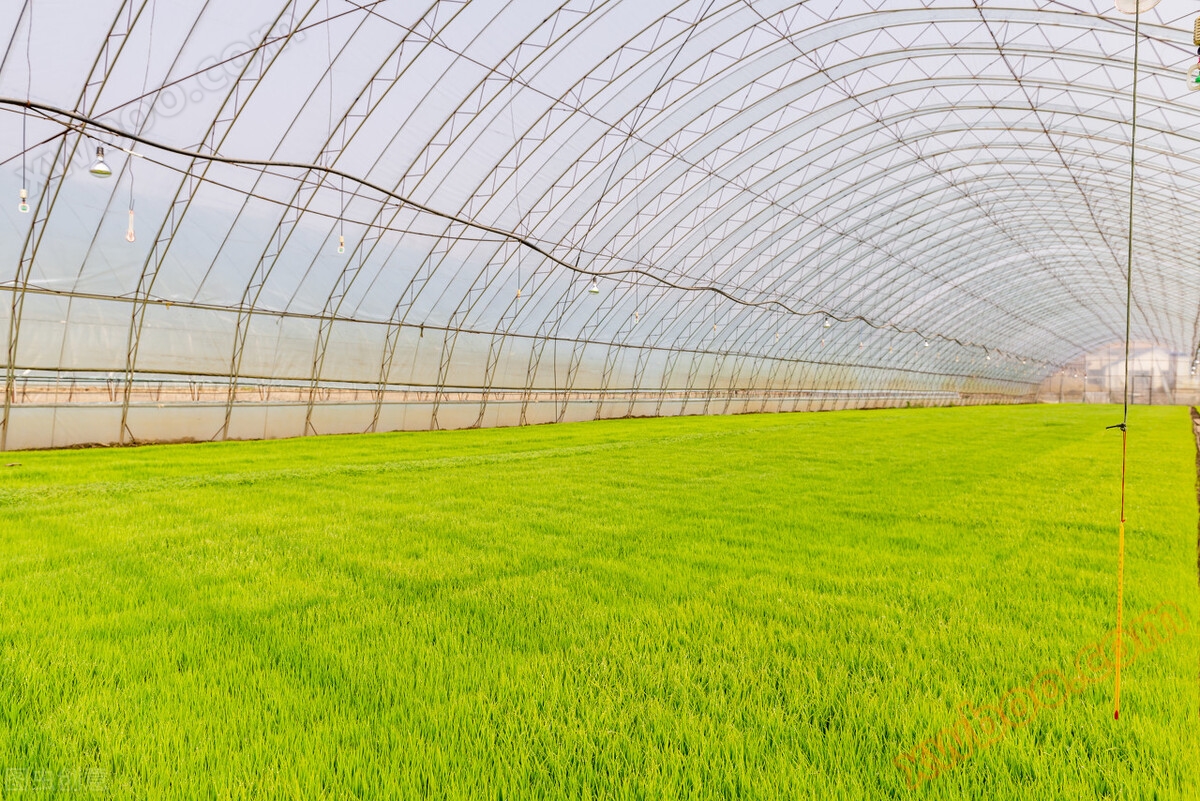 Landwirtschaftliche IoT-Bewässerungslösungen für Gewächshäuser